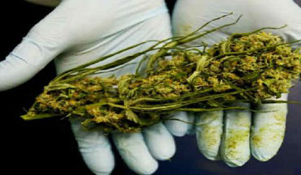 U.S. Government Finally Admits Marijuana Really Does Kill Cancer Cells