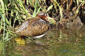 female, Greater Painted-snipe
