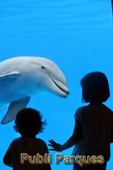 Delfines en Mundomar