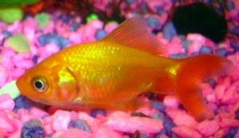 LOS PECES DUERMEN LOS PECES DUERMEN