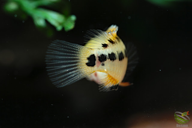 Apistogramma sp. Pacman from Rio Guaviare