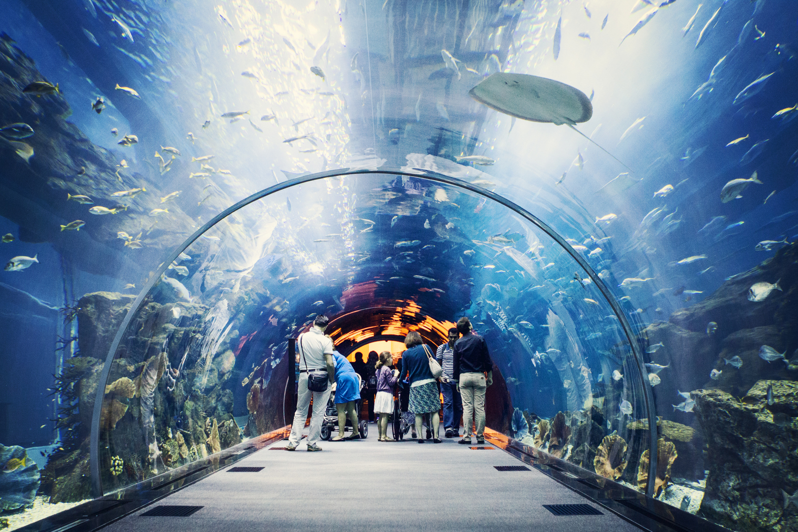 Dubai Mall Aquarium - Homecare24