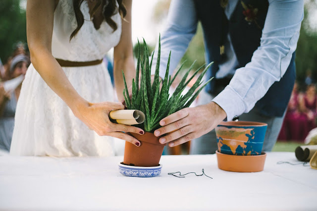 aloe vera boda