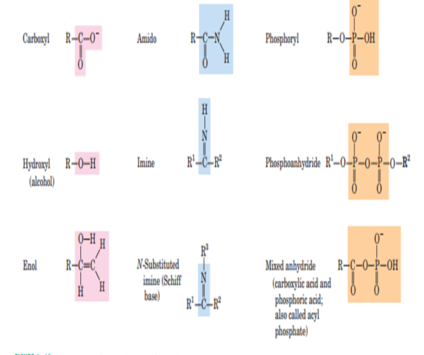 Functional groups of biomolecules