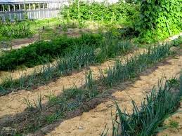 %D1%83%D0%B7%D0%BA%D0%B8%D0%B5 Как восстановить заброшенный участок земли