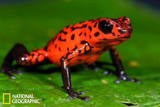草莓箭毒蛙將化學防禦武器生物鹼傳給後代