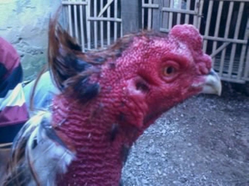 Gambar  ayam  bangkok aduan  Si Kuncung Ayam  Bangkok 