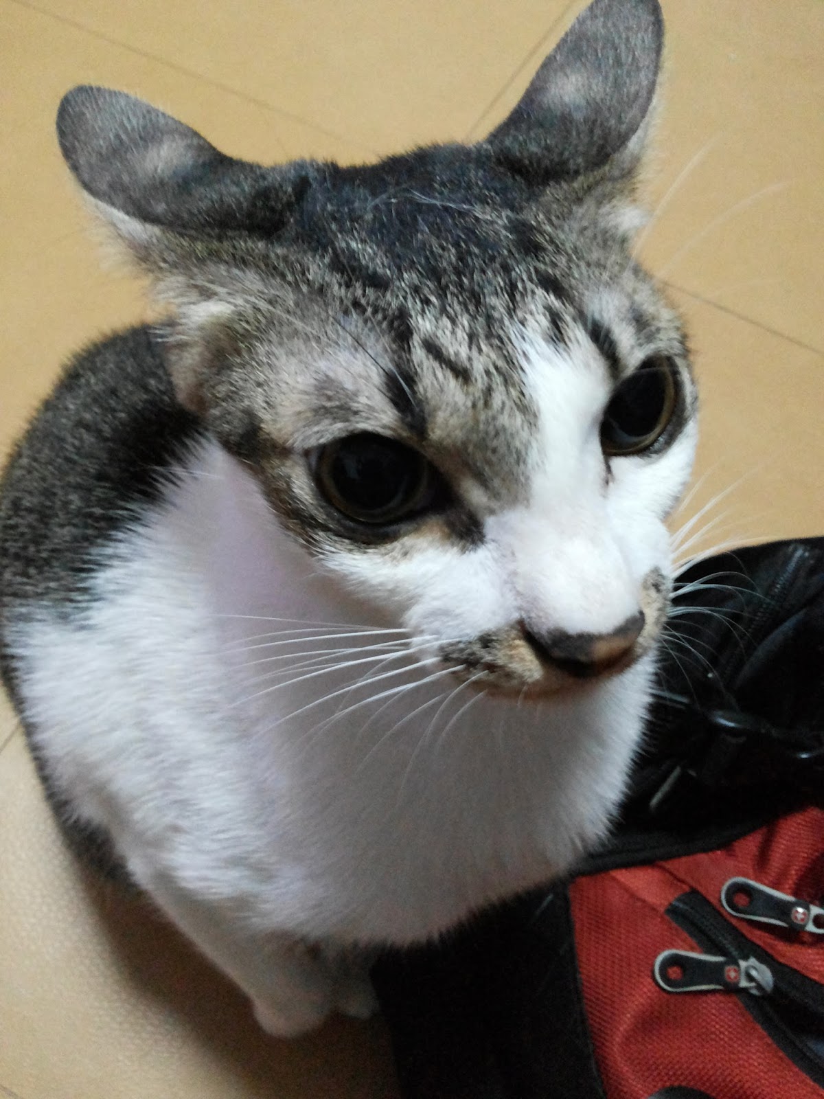 SIMINOE WRITES TOP 5 REASONS YOUR CAT WATCHES YOU