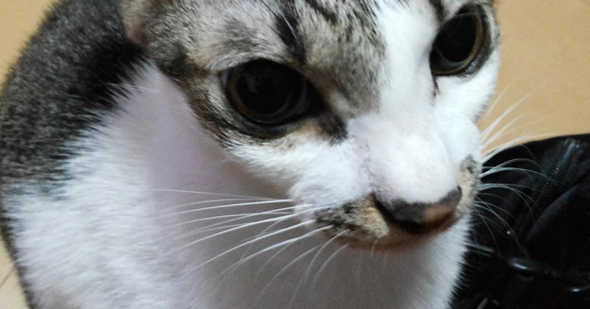 SIMINOE WRITES TOP 5 REASONS YOUR CAT WATCHES YOU