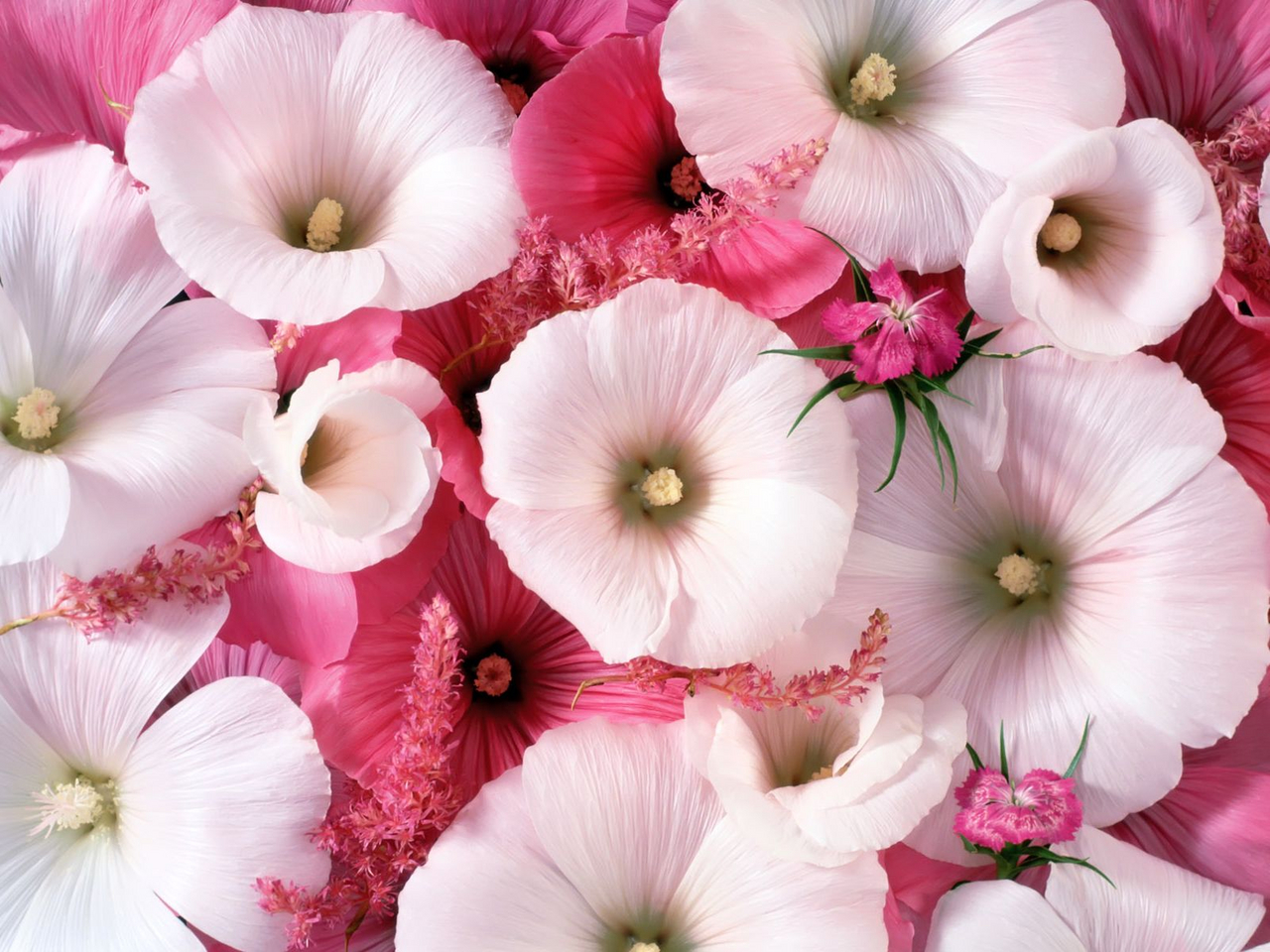 HD Flowers Widescreen Wallpapers ~ High Definition Wallpapers|Cool