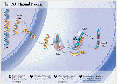 RNA non codificante