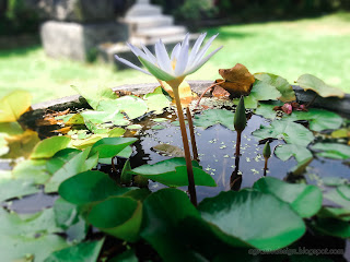 Sweet Lotus Flower Blooming In The Mini Garden Pond