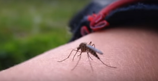 Mosquito picando 1