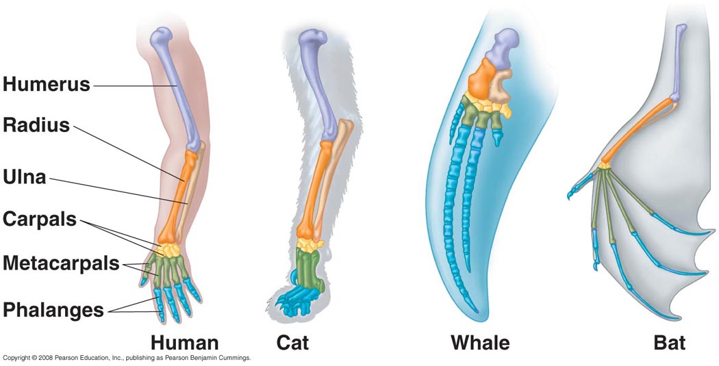 Evolutionary Biology: Homology