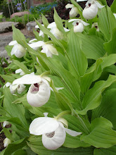 Cypripedium reginae-Lady’s Slipper Orchid