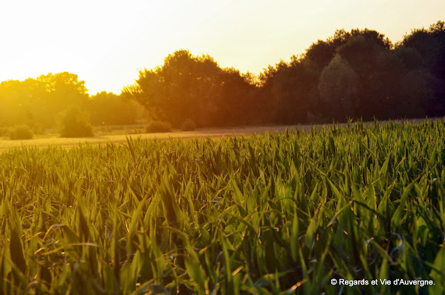 soleil couchant sur la campagne