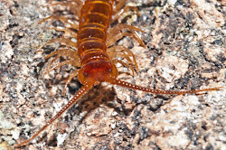 centipede bugs stone mackie schmidt harvey pm posted