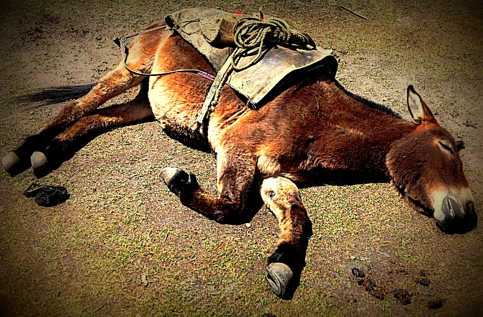 Уставший конь. Уставшая лошадь.