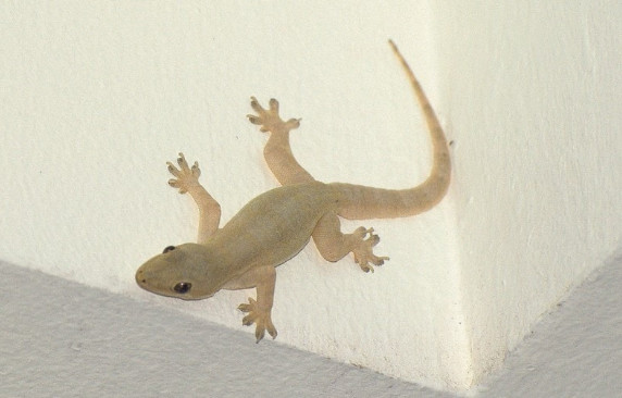 66 Arti Kejatuhan Cicak Di Kaki Kiri Menurut Primbon Dan Islam Arti Kejatuhan Cicak