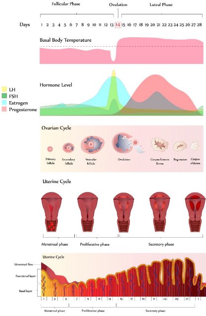Menstrual Cycle Safe Period Chart