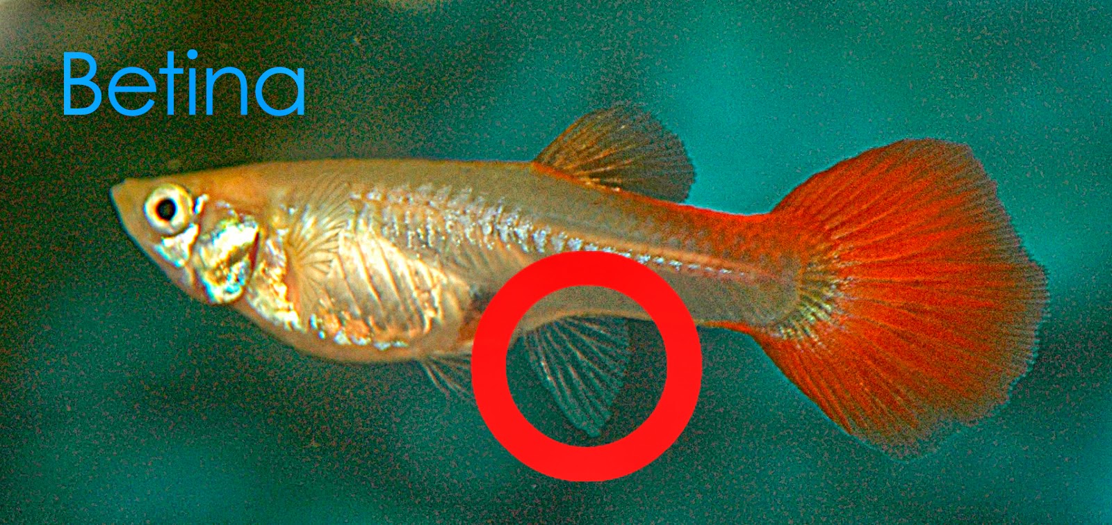 Cara praktis budidaya ikan guppy Cara praktis budidaya ikan guppy