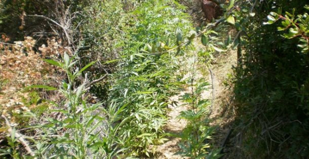 Άργος Ορεστικό: Σύλληψη ενός άντρα και μιας γυναίκας για καλλιέργεια κάνναβης