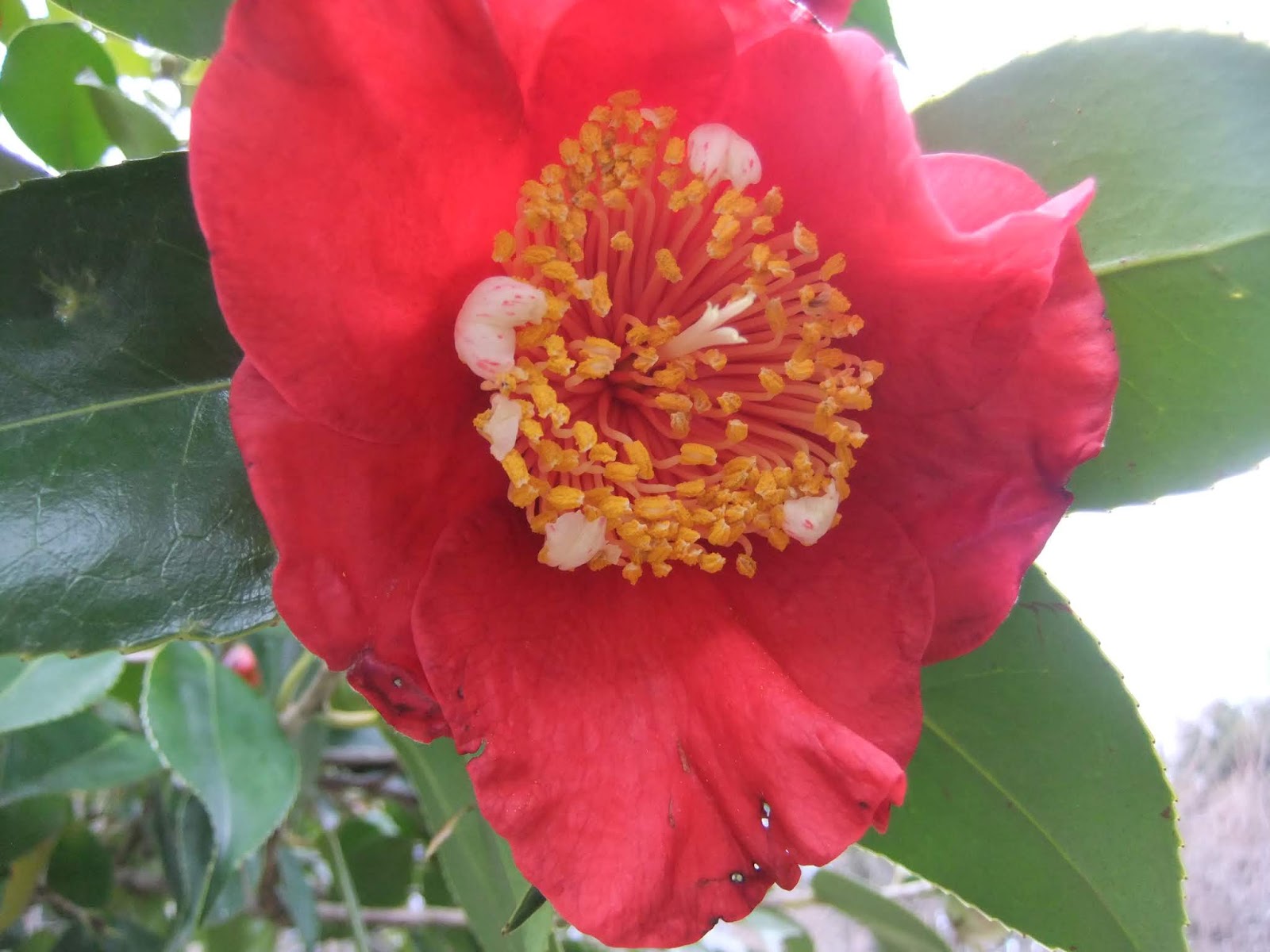 福岡市植物園ブログ ちいさな大発見 No 22 19 1 31 ツバキの蕊の弁化