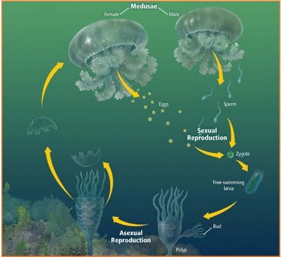 Mengenal Biota Perairan Ubur Ubur Species Aurelia Aurita Biota Dunia Perairan