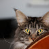 Os gatos estão conspirando para estabelecer uma nova ordem mundial e aqui está a prova...
