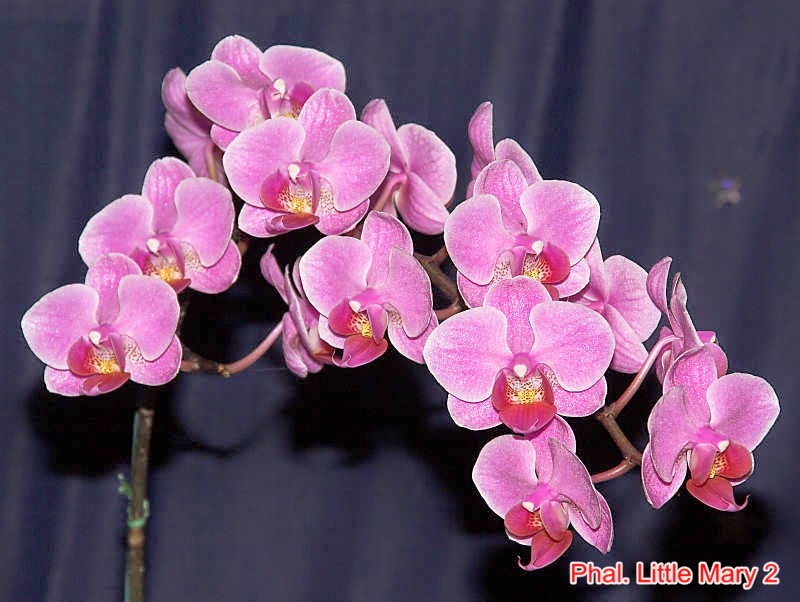 Lan hồ điệp - Phalaenopsis Little Mary