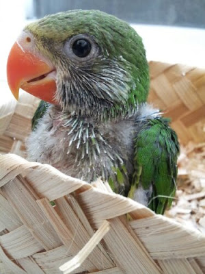 Jual Burung Nuri Online Burung Betet