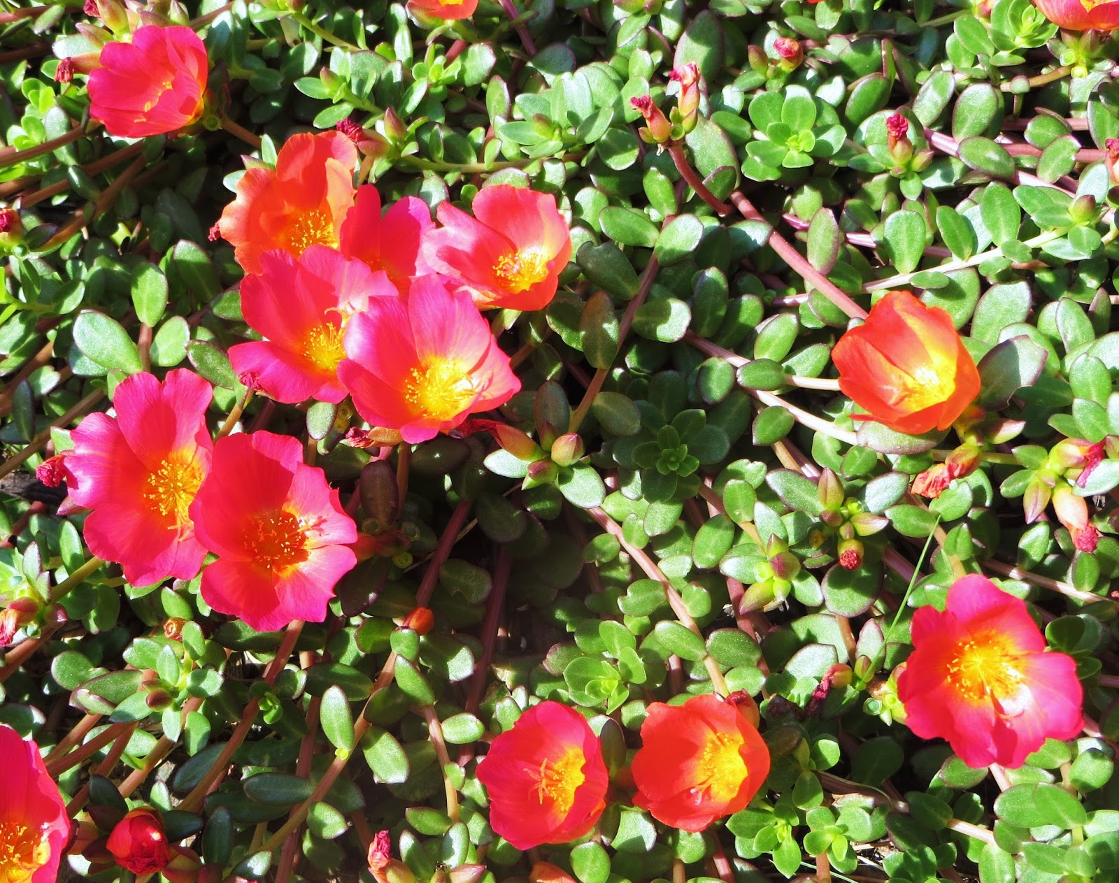 fortytwo windows plant friday moss rose, part deux