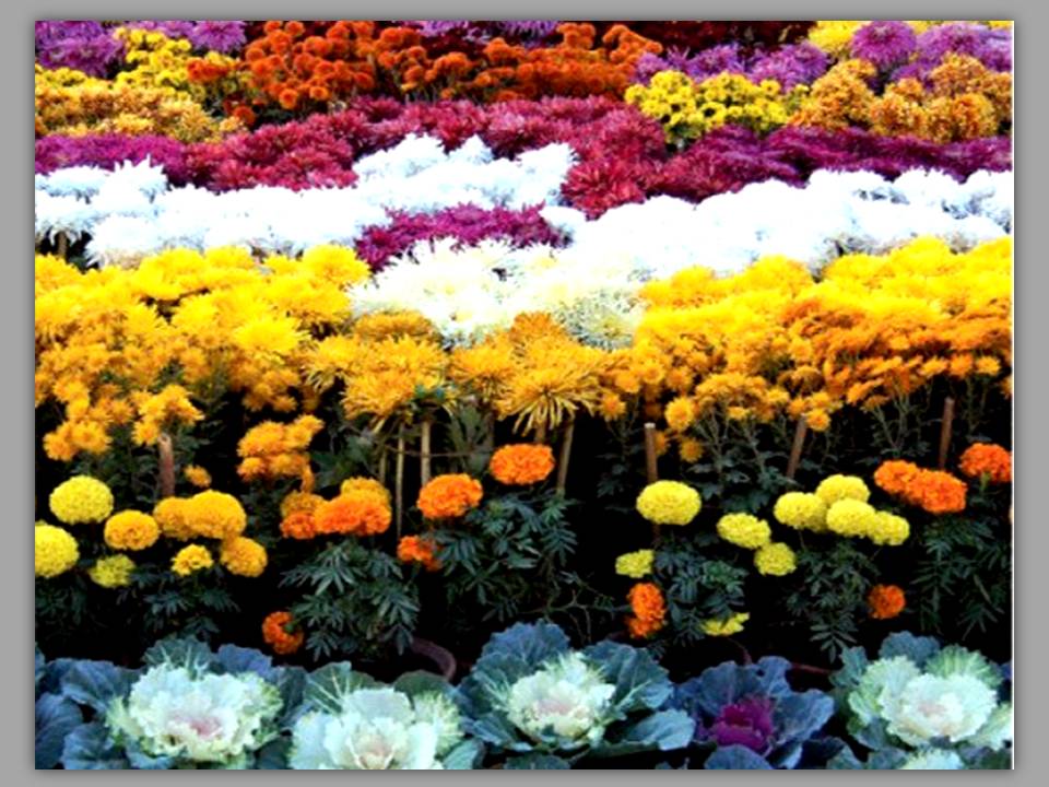 Spreebird Pattoki “The City of Flowers