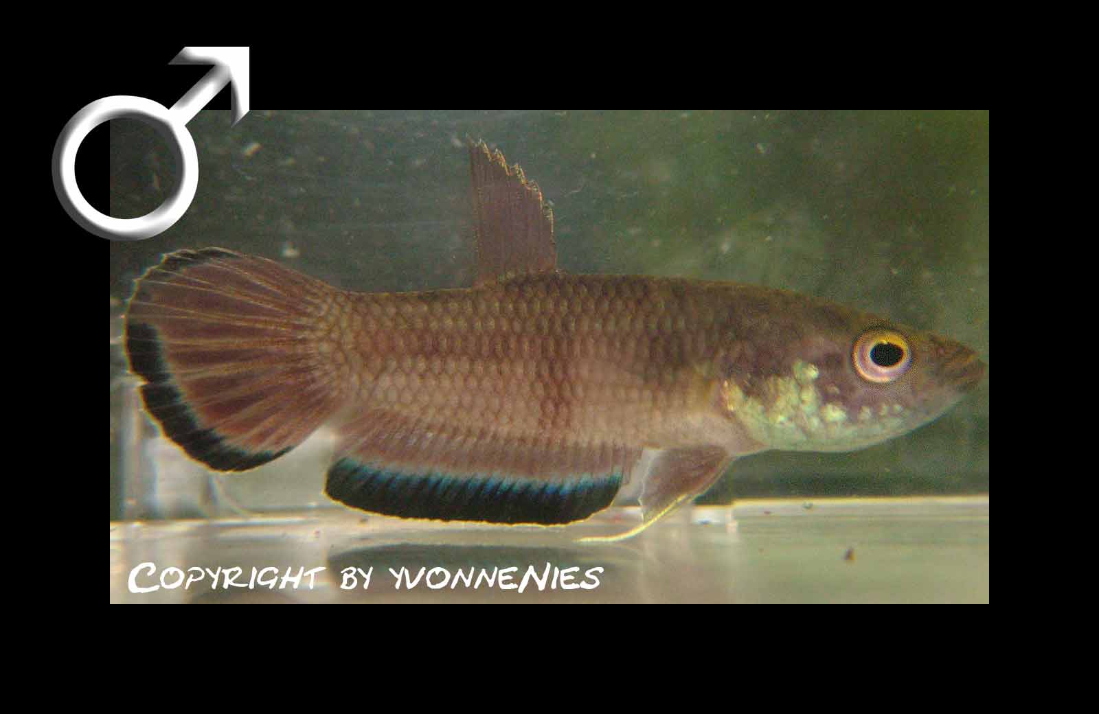 Verrückt nach Fisch: Betta simplex, der Krabi-Kampffisch