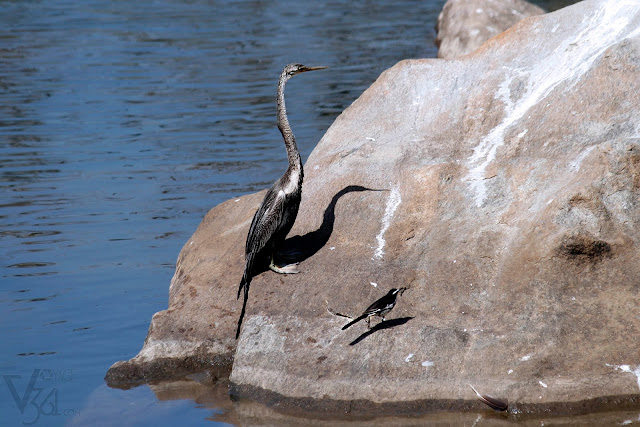 Snake Bird with White-browed wagtail Snake Bird with White-browed wagtail