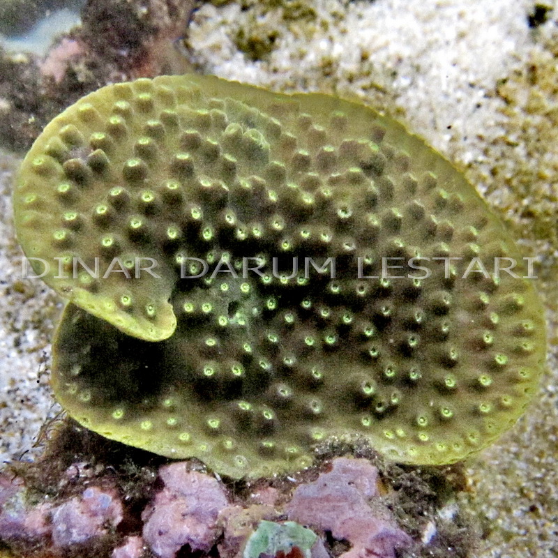 PT. DINAR DARUM LESTARI Turbinaria spp