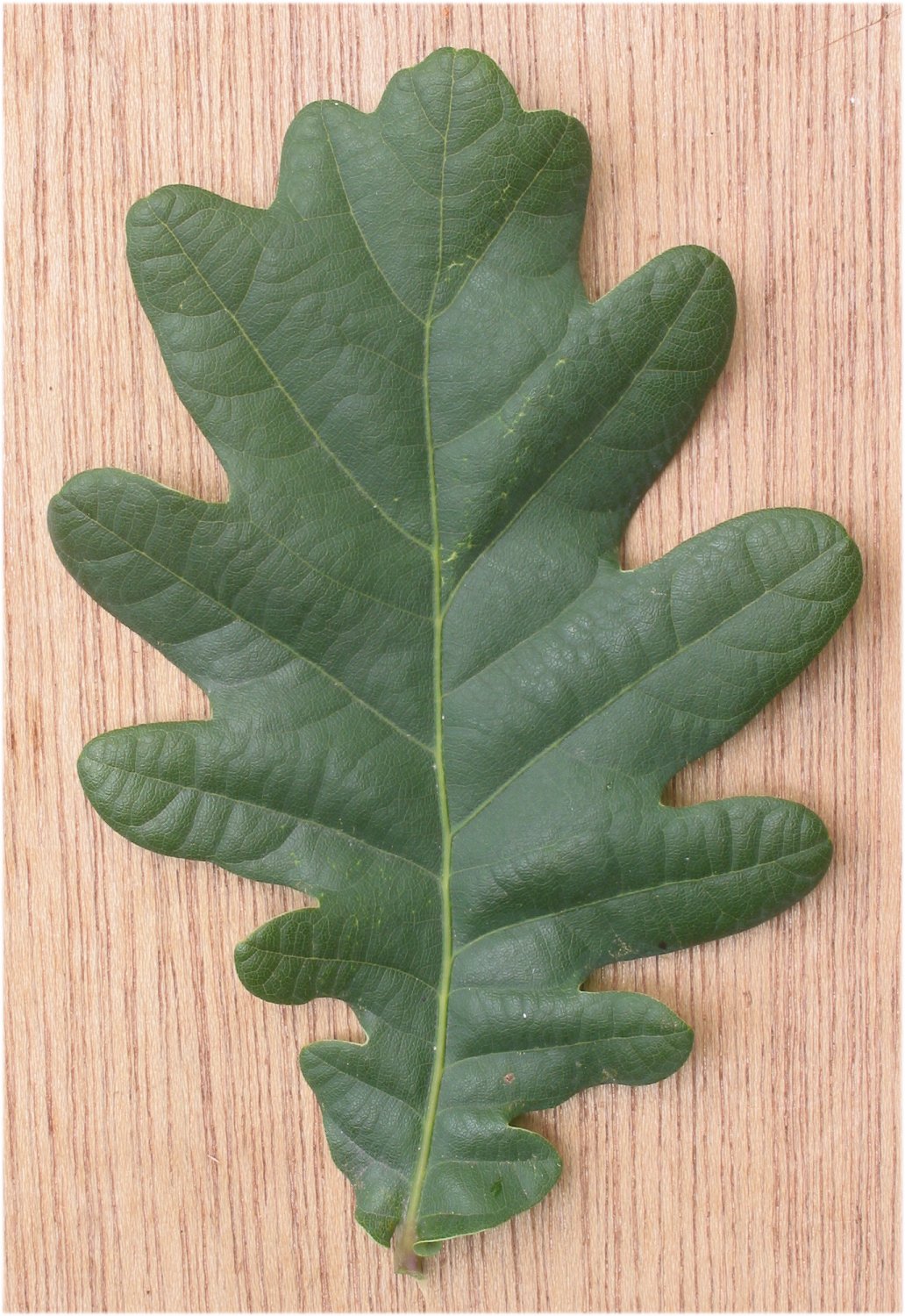 Quercus robur Roble Común : El Mundo y sus Plantas