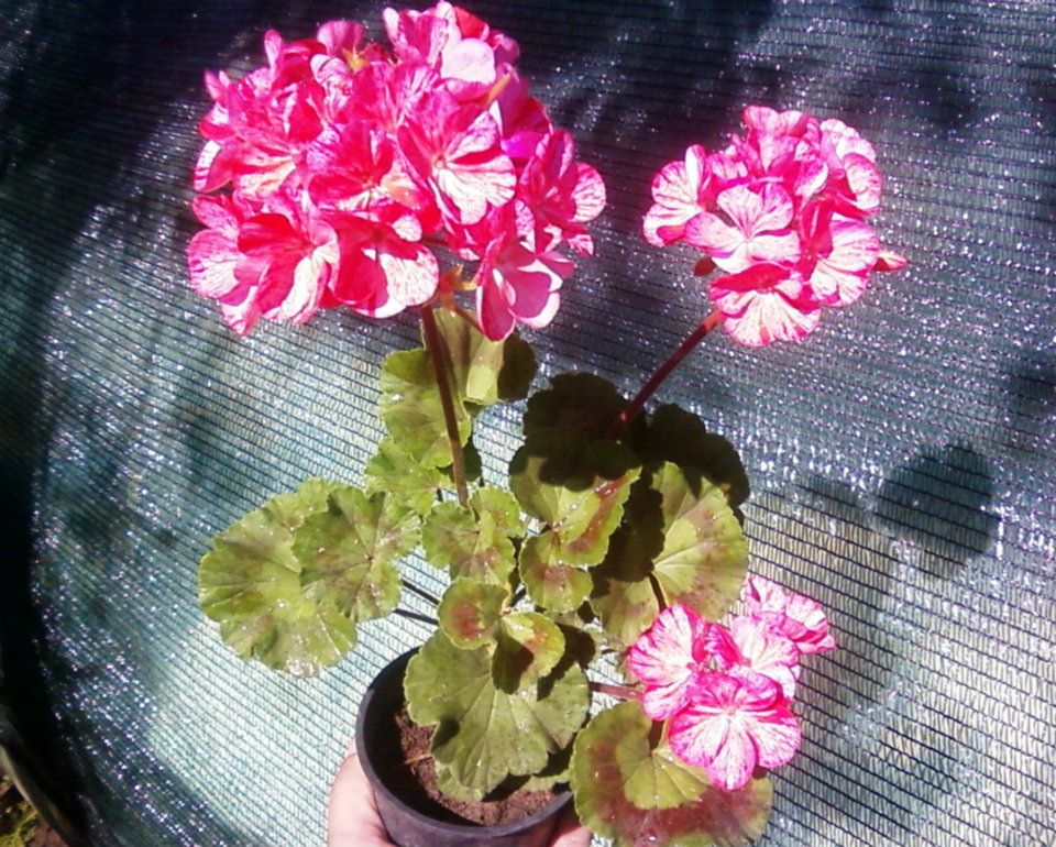 Miért sárgulnak a muskátli levelei