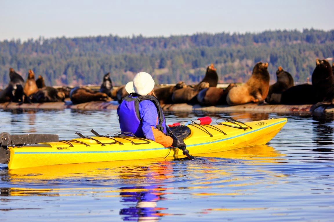 Keith Nicol Adventures Sea kayaking with the sea lions at Fanny Bay, B.C.