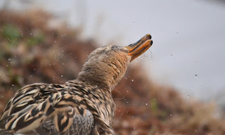 Mallard Duck HD Wallpapers