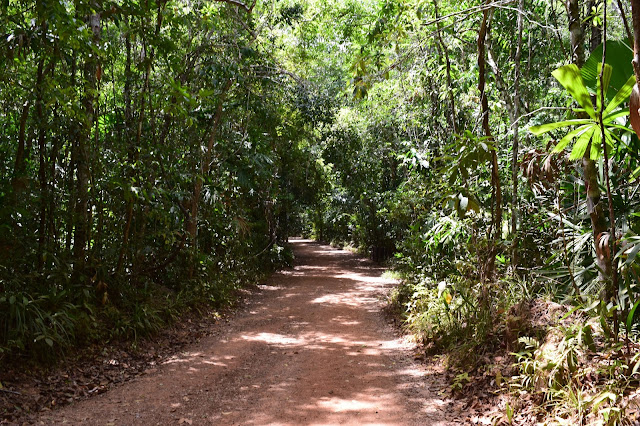 Jungle trek krabi thailand