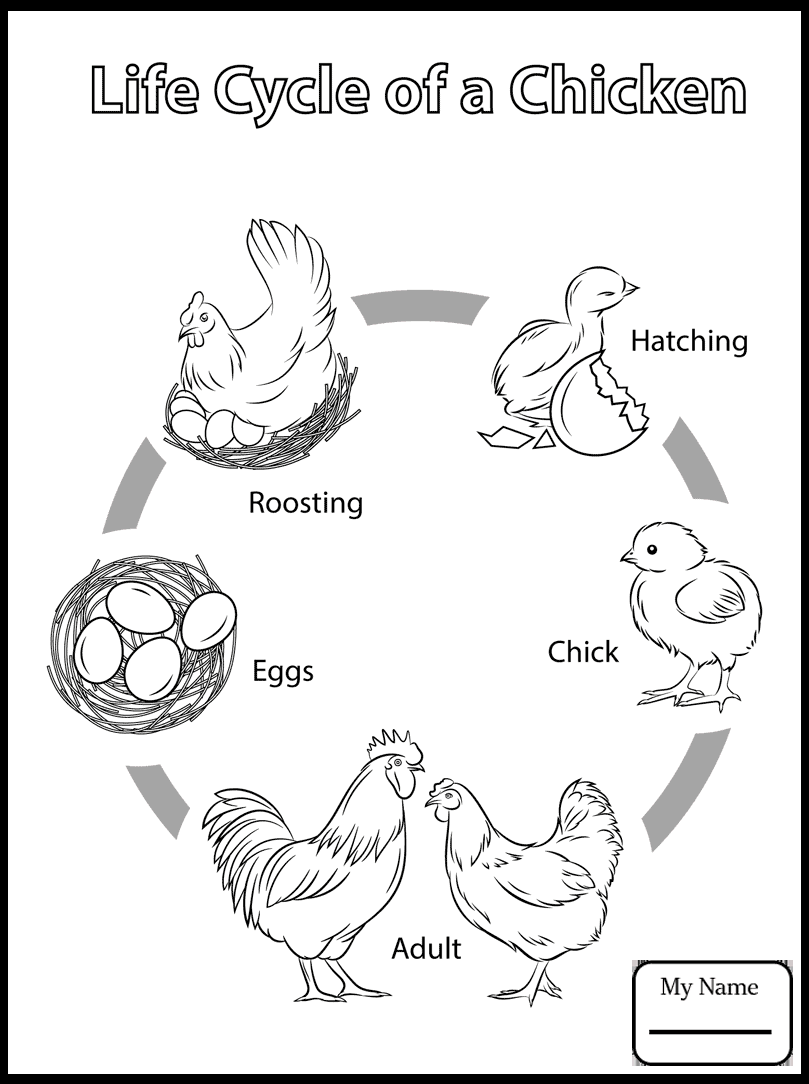 Chicken Life Cycle Coloring Coloring Pages
