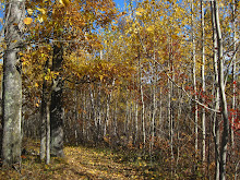 Autumn birch trees in Northern Minnesota