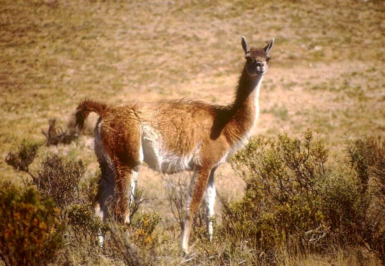 Flora y Fauna Patagónica: Fauna... GUANACO