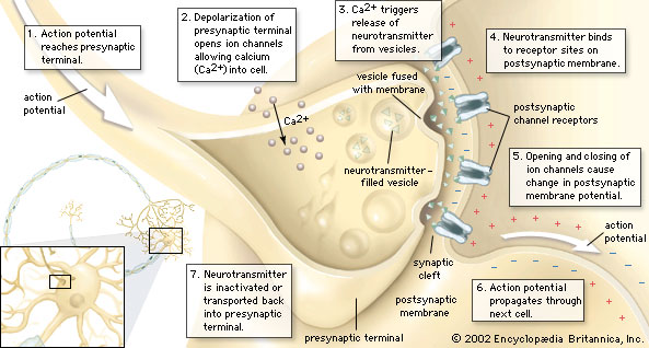 Bio Geo Nerd: Neuron Communication