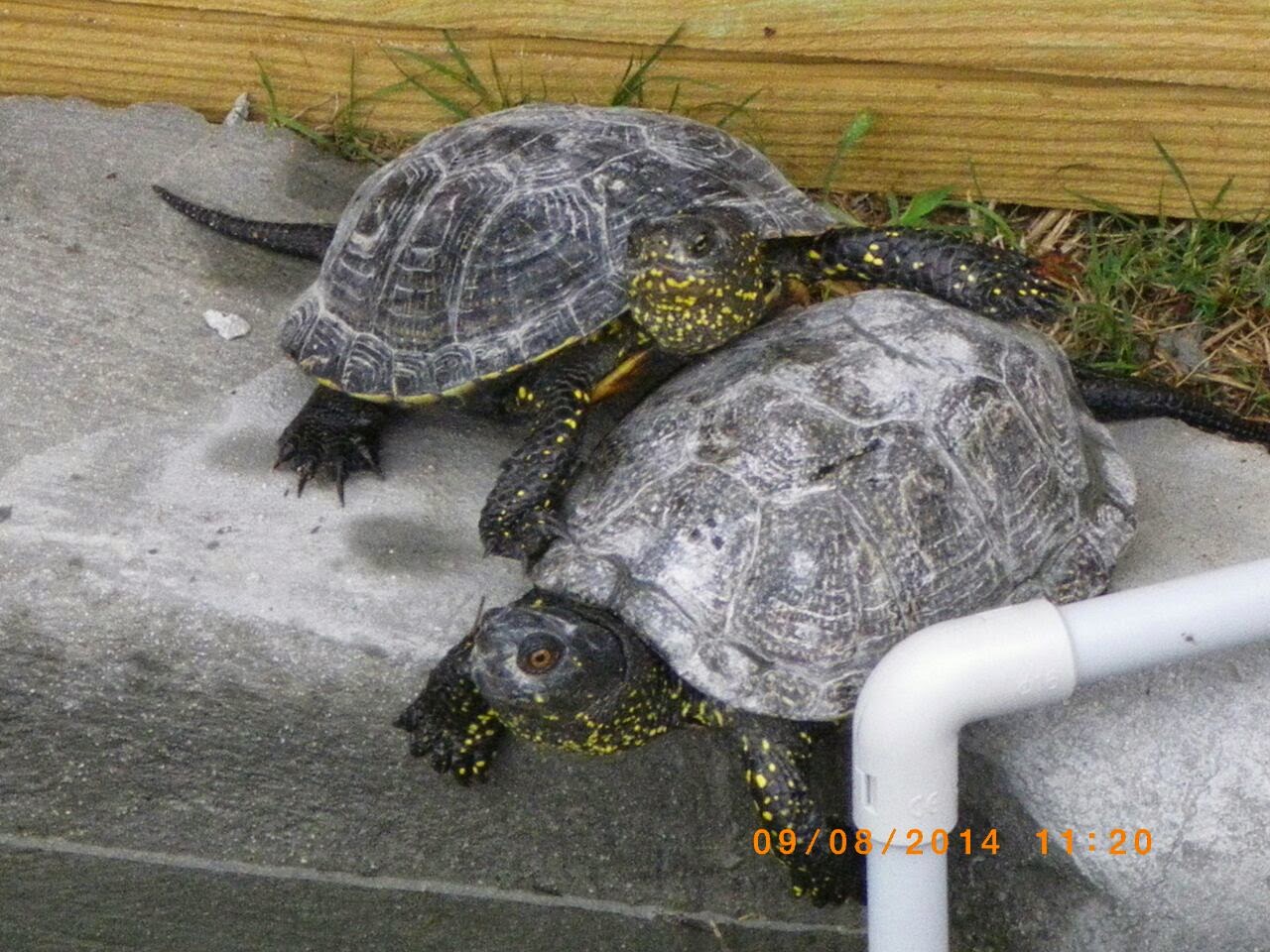 Mi Tortuga Ha Puesto Un Huevo En El Agua