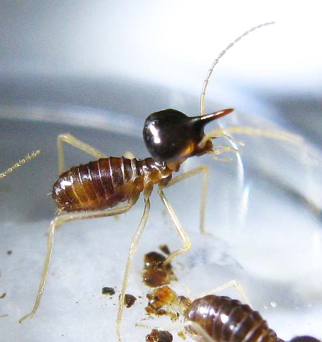 Photos and Info on Ants and Termites of Malaysia Nasutitermes