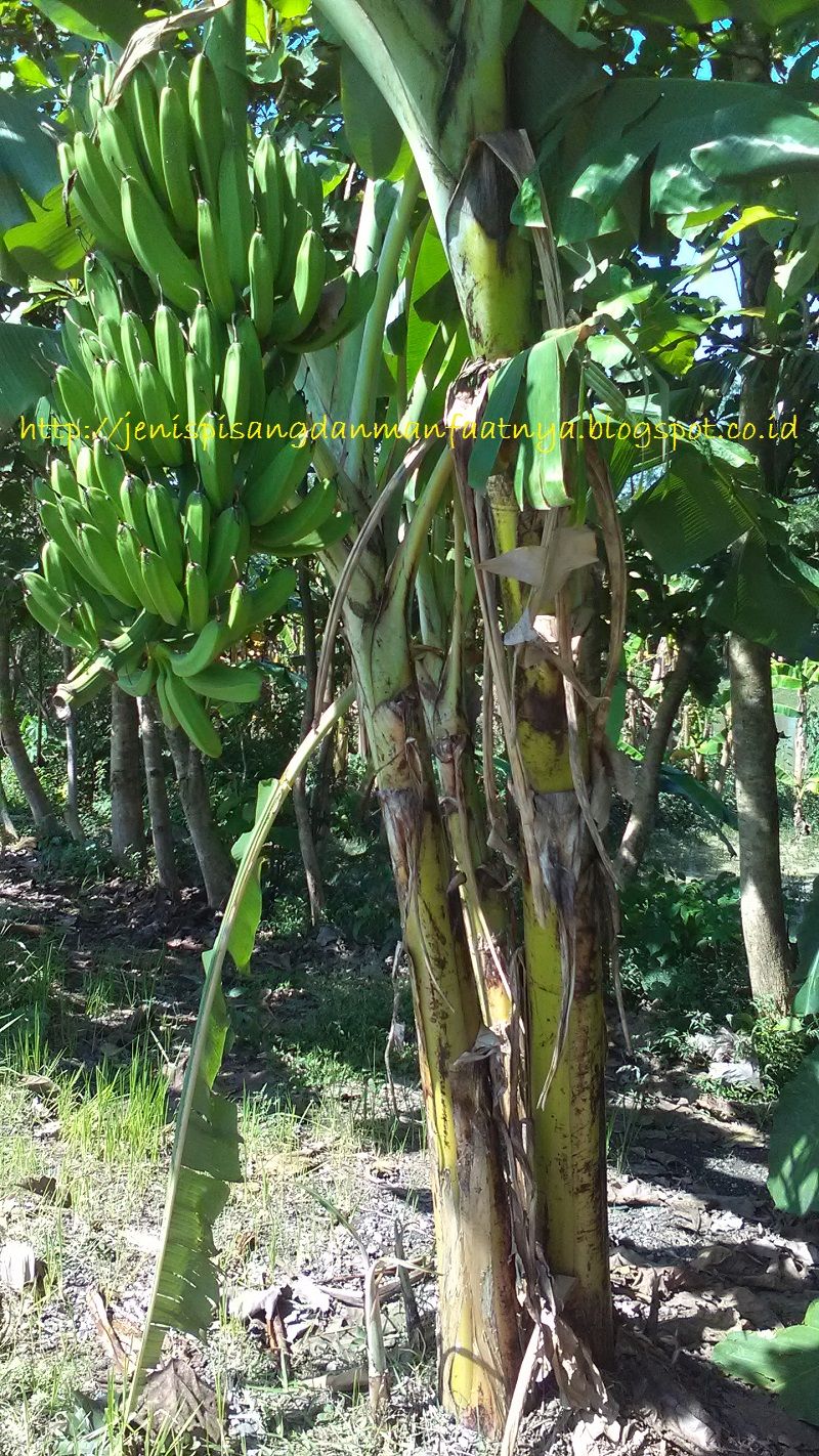 Gambar Pohon Pisang Raja Nangka Perbedaan Pisang Raja Nangka Dan Pisang Tanduk Dilihat Dari Segi Pohon