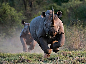 black_rhino+1.jpg
