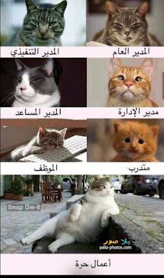 3afbf337c3319ea9da7b93c897848447